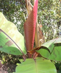Serendipity Seeds Red Tiger Banana Seeds 10 Pack Tropical Container Plant