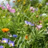 Serendipity Wildflower Mix - 500 Seed Starter Pack - Colorful Butterfly Garden