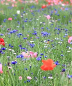 Serendipity Wildflower Mix - 500 Seed Starter Pack - Colorful Butterfly Garden