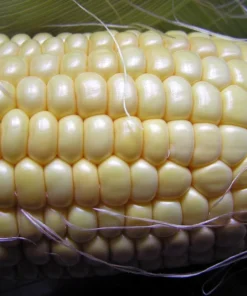 Silver King Corn Seeds - 20 Heirloom Seeds - White Corn - Non-GMO