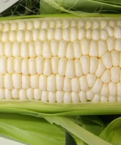 Silver King Corn Seeds - 20 Heirloom Seeds - White Corn - Non-GMO
