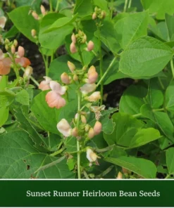 Sunset Runner Bean Seeds - 10 Seeds - Salmon Pink Blossoms - Heirloom, Non-GMO