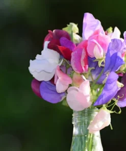 Sweet Pea Multiflora Mix - 20 Seeds - Vibrant Rainbow Blooms - Non-GMO Heirloom