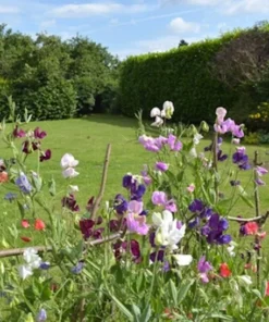 Sweet Pea Multiflora Mix - 20 Seeds - Vibrant Rainbow Blooms - Non-GMO Heirloom