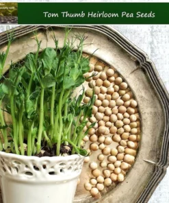 Tom Thumb Pea Seeds - 25 Pack - Ideal for Container Gardening - Dwarf Variety