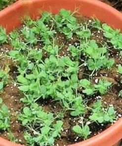 Tom Thumb Pea Seeds - 25 Pack - Ideal for Container Gardening - Dwarf Variety