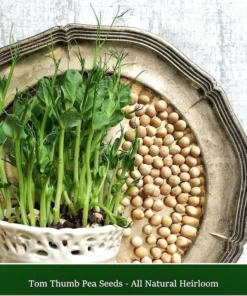 Tom Thumb Pea Seeds - 25 Pack - Ideal for Container Gardening - Dwarf Variety