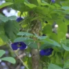 Tropical Flower Seeds, Blue Butterfly Pea, 20 Seeds, Clitoria ternatea, Perfect for Trellis or Groundcover