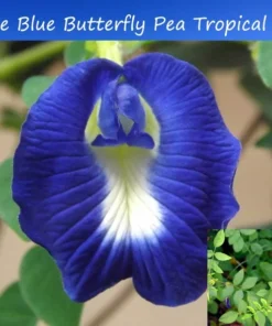 Tropical Flower Seeds, Blue Butterfly Pea, 20 Seeds, Clitoria ternatea, Perfect for Trellis or Groundcover