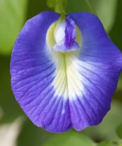 Tropical Flower Seeds, Blue Butterfly Pea, 20 Seeds, Clitoria ternatea, Perfect for Trellis or Groundcover