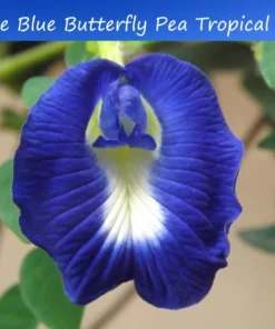 Tropical Flower Seeds, Blue Butterfly Pea, 20 Seeds, Clitoria ternatea, Perfect for Trellis or Groundcover