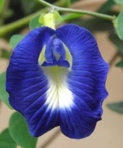 Tropical Flower Seeds, Blue Butterfly Pea, 20 Seeds, Clitoria ternatea, Perfect for Trellis or Groundcover
