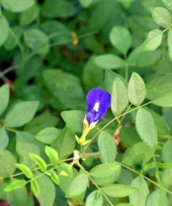 Tropical Flower Seeds, Blue Butterfly Pea, 20 Seeds, Clitoria ternatea, Perfect for Trellis or Groundcover