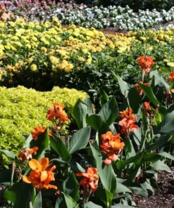 Tropical Flower Seeds Canna Indica 10 Seeds Red Color Ideal for Sun or Shade