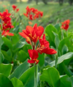 Tropical Flower Seeds Canna Indica 10 Seeds Red Color Ideal for Sun or Shade