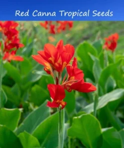Tropical Flower Seeds Canna Indica 10 Seeds Red Color Ideal for Sun or Shade