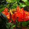 Tropical Heirloom Seeds - African Tulip Tree, 20 Seeds, Spathodea campanulata, Vibrant Flame Flowers