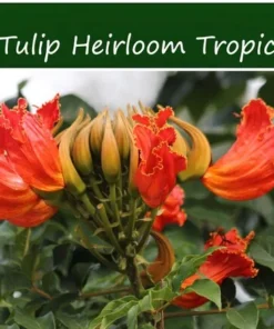 Tropical Heirloom Seeds - African Tulip Tree, 20 Seeds, Spathodea campanulata, Vibrant Flame Flowers