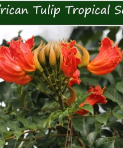 Tropical Heirloom Seeds - African Tulip Tree, 20 Seeds, Spathodea campanulata, Vibrant Flame Flowers