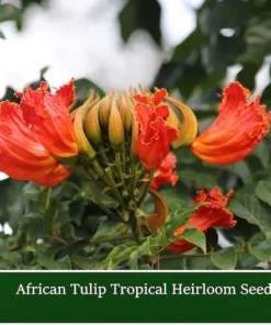 Tropical Heirloom Seeds - African Tulip Tree, 20 Seeds, Spathodea campanulata, Vibrant Flame Flowers