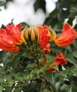Tropical Heirloom Seeds - African Tulip Tree, 20 Seeds, Spathodea campanulata, Vibrant Flame Flowers