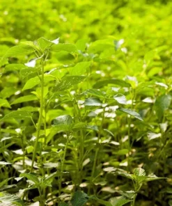 Tropical Herb Seeds - Corchorus Capsularis - 20 Seeds - Rare Ornamental
