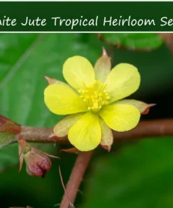 Tropical Herb Seeds - Corchorus Capsularis - 20 Seeds - Rare Ornamental