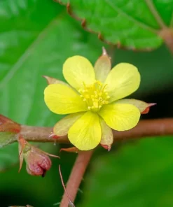 Tropical Herb Seeds - Corchorus Capsularis - 20 Seeds - Rare Ornamental