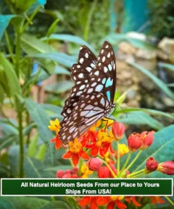 Tropical Milkweed Seeds 40 Heirloom Asclepias curassavica Annual Wildflower