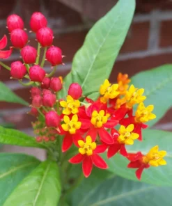 Tropical Milkweed Seeds 40 Heirloom Asclepias curassavica Annual Wildflower