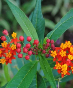 Tropical Milkweed Seeds 40 Heirloom Asclepias curassavica Annual Wildflower