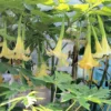 Tropical Seed Yellow Angels Trumpet Seeds 10 Count Cream Yellow Fragrant