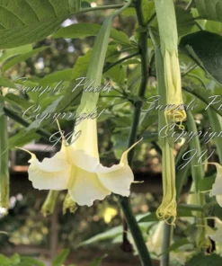 Tropical Seed Yellow Angels Trumpet Seeds 10 Count Cream Yellow Fragrant