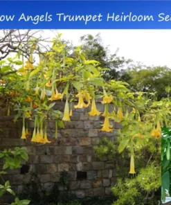 Tropical Seed Yellow Angels Trumpet Seeds 10 Count Cream Yellow Fragrant