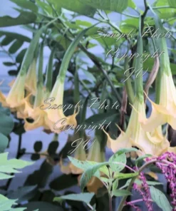 Tropical Seed Yellow Angels Trumpet Seeds 10 Count Cream Yellow Fragrant