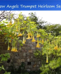 Tropical Seed Yellow Angels Trumpet Seeds 10 Count Cream Yellow Fragrant