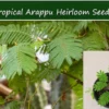 Tropical Seeds Albizia Amara Arappu Plant 10 Seeds Drought Resistant