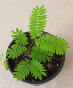 Tropical Seeds Albizia Amara Arappu Plant 10 Seeds Drought Resistant