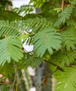 Tropical Seeds Albizia Amara Arappu Plant 10 Seeds Drought Resistant