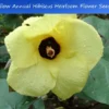 Tropical Seeds Annual Hibiscus 10 Heirloom Seeds Yellow Flowers