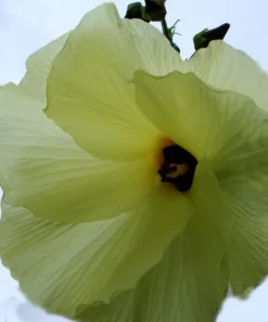 Tropical Seeds Annual Hibiscus 10 Heirloom Seeds Yellow Flowers