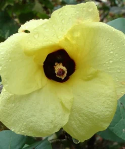 Tropical Seeds Annual Hibiscus 10 Heirloom Seeds Yellow Flowers