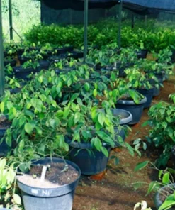 Tropical Seeds Black Pepper Seeds 10 Heirloom Seeds Piper Nigrum
