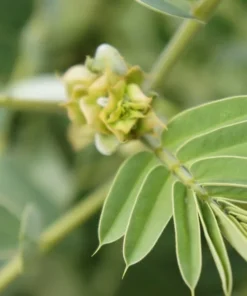 Tropical Seeds Buttercup Tree 10 Heirloom Seeds Cassia corymbosa Yellow Blooms