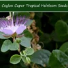 Tropical Seeds Ceylon Caper Heirloom Seeds 10 Pack Pink Flowers