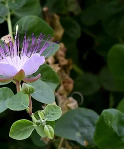 Tropical Seeds Ceylon Caper Heirloom Seeds 10 Pack Pink Flowers