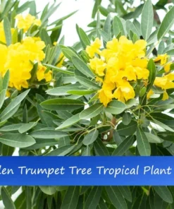 Tropical Seeds Golden Trumpet Tree 10 Seeds Bright Yellow Blooms Ornamental