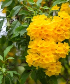 Tropical Seeds Golden Trumpet Tree 10 Seeds Bright Yellow Blooms Ornamental