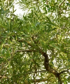 Tropical Seeds Golden Trumpet Tree 10 Seeds Bright Yellow Blooms Ornamental