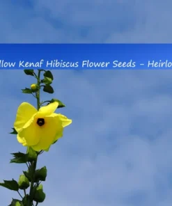 Tropical Seeds Hibiscus Yellow Kenaf Flower Seeds 10 Seeds Rare